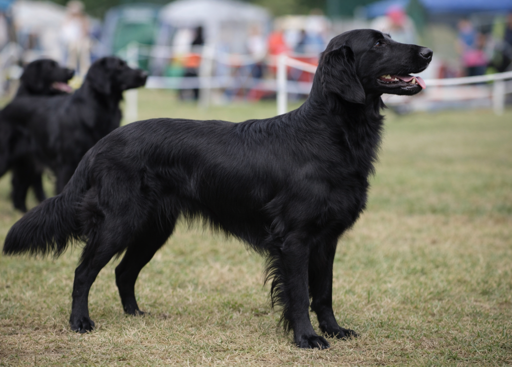 Flat coated retrívr