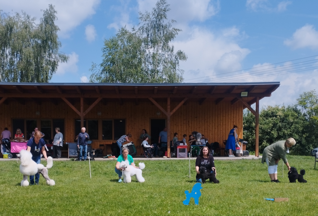 Výstava pudlů Lysá nad Labem 2025