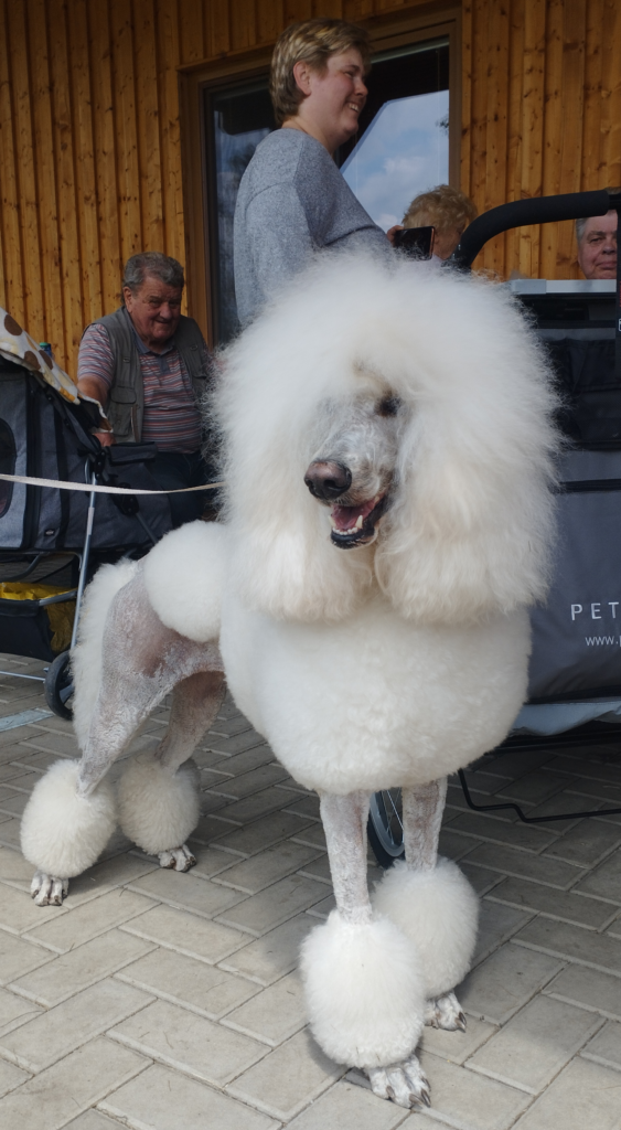 Velký neboli královský pudl