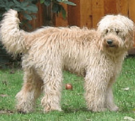 Labradoodle
