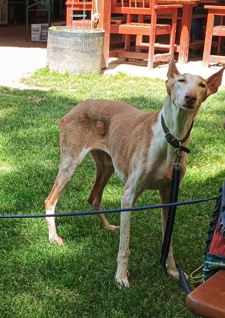 Kanárský chrt - podenco